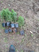 Tuja szmaragd 40 cm p9