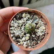 Dorstenia foetida caudex kaudeks