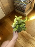 Trzykrotka tradescantia sillamontana