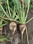 Burak cukrowy świeży