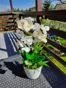 Storczyk silikonowy jak żywy,Biały storczyk,Pomysł na prezent