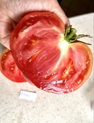 Pomidor Jazz kolekcjonerskie nasiona