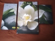 Obraz ze storczykiem 50/70 