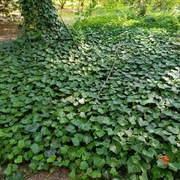 BLUSZCZ HEDERA HELIX ZIMOZIELONE  9,99 zł /szt