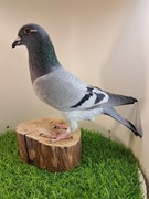 Gołębie pocztowe. Super materiał do rozpłodu Knapik Piotr i Tomasz