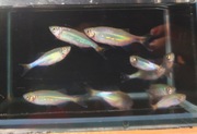 Danio malabarskie  legalna wysyłka 