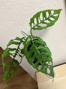 Monstera Obliqua Peru - don. 12 cm