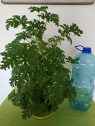 Roślina lecznicza, kwiat geranium, anginka, cytrynka, pelargonia 60cm
