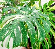 Kolekcjonerska Monstera Thai Constellation TAJKA w Doniczce