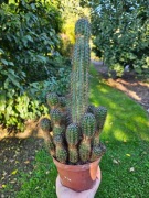 Echinopsis KAKTUS