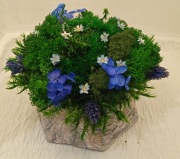 Dekoracja kwiatowa - mech w doniczce