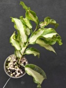 Hoya kenejana variegata - sadzonka ukorzeniona