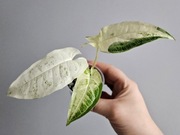 Syngonium Batik Variegata w gruzie hydroponika 