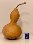 Tykwa zdrewniały owoc Tykwy O:50,5cm / W:27,0cm