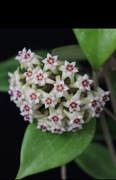 Hoya wibergiae x Parasitica Loei province long leaves 