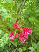 Krzewuszka cudowna, sztobry, 10szt.