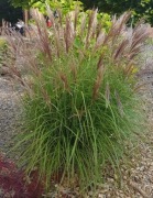 Miskant chiński Yakushima Dwarf/Yaku Jima-karpy 15-25 cm z pełnym korzeniem