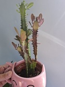 Euphorbia trigona 'Rubra' Wilczomlecz trójżebrowy 