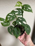 Monstera Acuminata - don. 9 cm