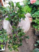 Trzykrotka zielona nr 11 dł 60 cm