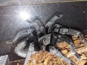 Pająk ptasznik Grammostola pulchra samiec dorosły