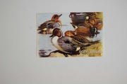 Gwinea Bissau Sw 1109** kaczki /ms/