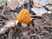 Naparstniczka czeska 