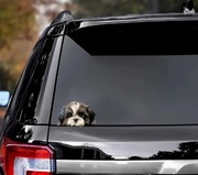 Shihtzu Shih tzu nakleja na auto laptop lodówke itd