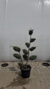Jałowiec "Blue Alps" Bonsai 100-120cm