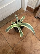 Agave, agawa,,americana variegata” duża roślinka