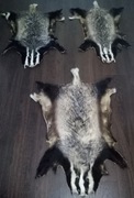Borsuk  Skóra z borsuka naturalna futro dywanik