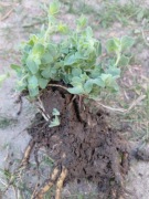 Codonopsis korzeń świeżo kopany na sadzonke 