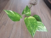 Epipremnum złociste