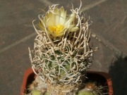 Navajoa peeblesiana f. maia SB 469 - 10 nasion