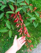 Unikat! Erytryna grzebieniasta Erythrina compacta czerwone kwiaty 