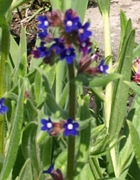 Farbownik lekarski miododajny 50 nasion