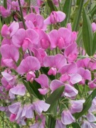 Nasiona z własnego ogrodu groszek wieloletni pnącze 