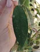 Hoya Scortechinii ut001 - do samodzielnego ukorzenienia