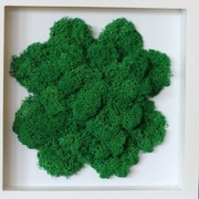 Koniczyna na szczęście - prezent mech dekoracja