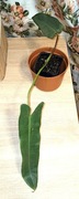 Philodendron atabapoense + gratisy