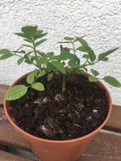 Róża okrywowa biała, white. Sadzonka