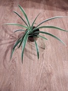 Zielistka kwitek doniczkowy