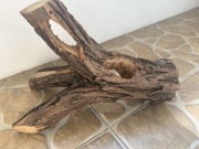 drewno do akwarium i terrarium – naturalne