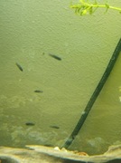 Narybek molinezji tygodniowy