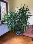 Juka w ceramicznej błękitnej doniczce, wielka