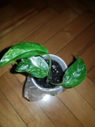 Epipremnum pinnatum variegata