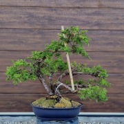 Piękny Jałowiec Dahurski 63 cm formowany na wzór bonsai w doniczce 