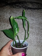 Epipremnum Sanhri La godzilla 