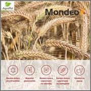 Pszenżyto MONDEO - Piękne Grube Dorodne Ziarno Nasiona Danko Top Farms