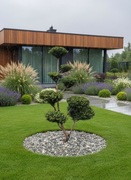 BONSAI Niwaki Cis Formowany Taxus Baccata 'Aurea'